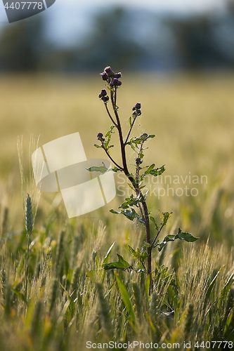 Image of Weed plant growing