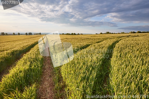 Image of Agricultural field in summer sunlight