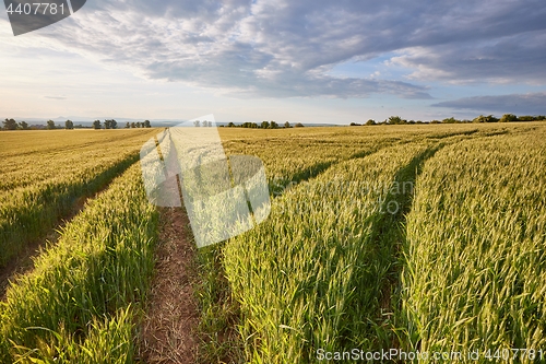 Image of Agricultural field in summer sunlight