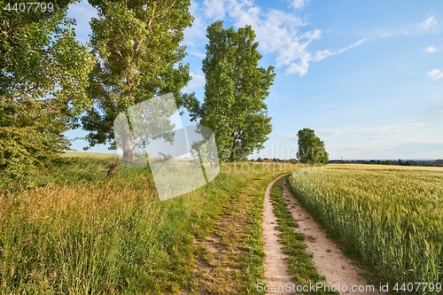 Image of Green Field with Trees