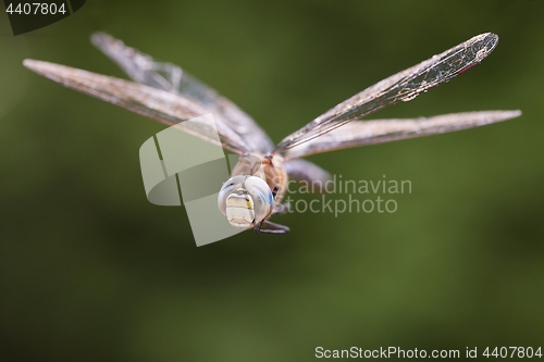 Image of Dragonfly in flight