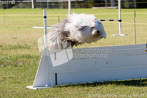 Image of A Sheepdog Jumping A Barrier