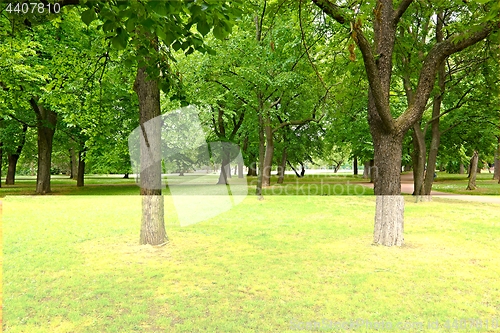 Image of Green trees in a park