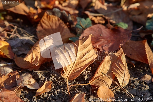 Image of Fallen autumn leaves