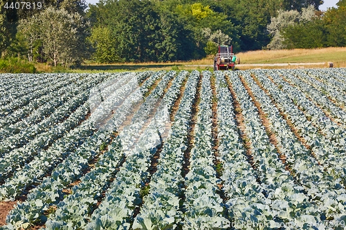 Image of Agricultural cabbage field