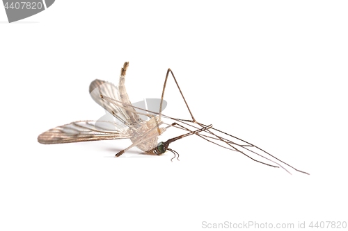 Image of Mosquito dead on white surface