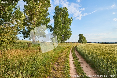 Image of Green Field with Trees