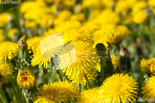 Image of yellow dandelions in spring