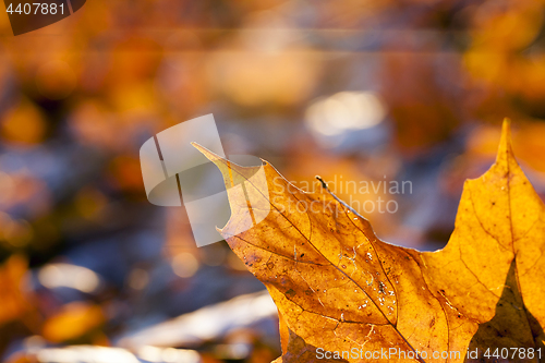 Image of fallen leaves of a maple