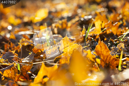 Image of yellowed maple leaves