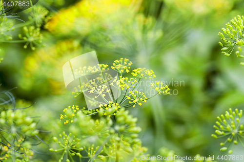 Image of green dill in a field
