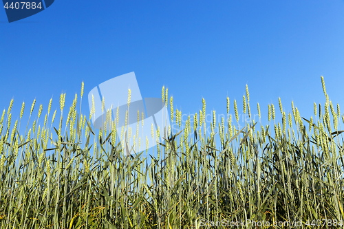 Image of immature green grass