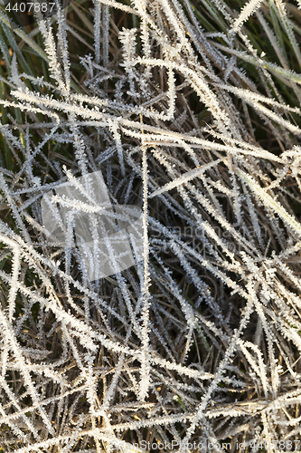 Image of green grass in the frost