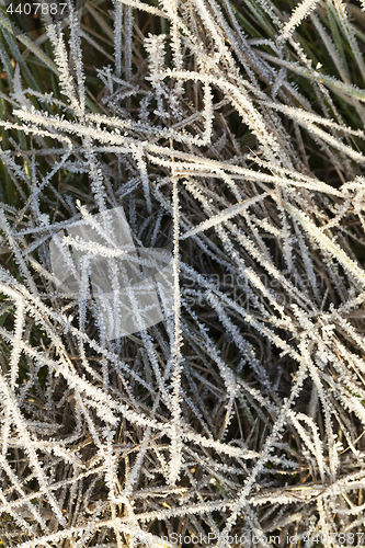 Image of green grass in the frost