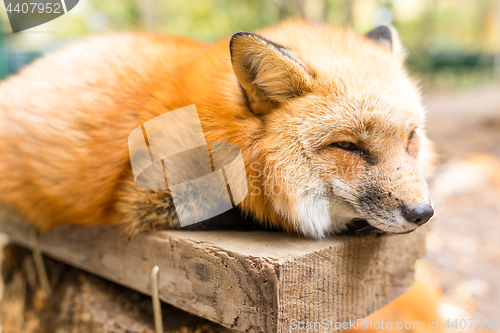 Image of Fox take rest