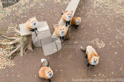 Image of Fox looking up and waiting for food