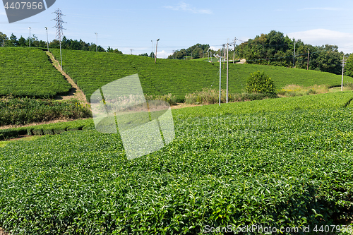 Image of Green Tea garden