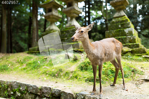 Image of Deer in Japanese temple