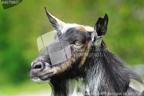 Image of goat head closeup