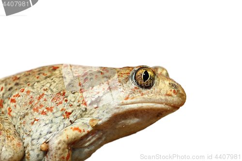 Image of closeup of isolated garlic toad