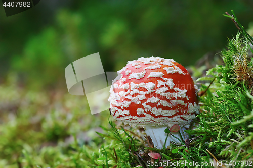 Image of red fly agaric on forest ground