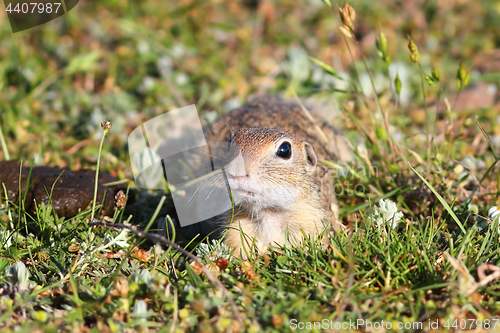 Image of european ground squirrel looking at the camera