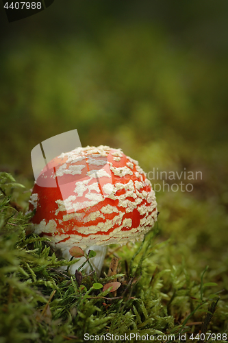 Image of colorful fly agaric growing on moss