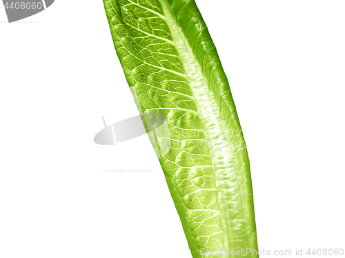 Image of lettuce green leaf salad isolated on white background