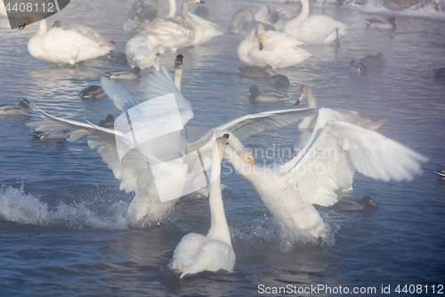 Image of Beautiful white whooping swans