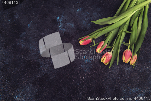 Image of Tulips on darken concrete background