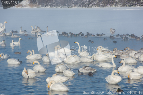 Image of Beautiful white whooping swans