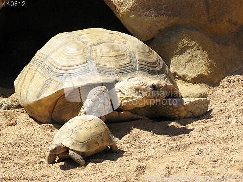 Image of Turtless