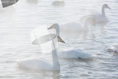 Image of Beautiful white whooping swans