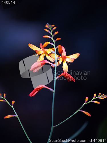 Image of Red and yellow flowers and buds dark background