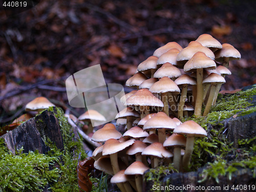 Image of mushrooms