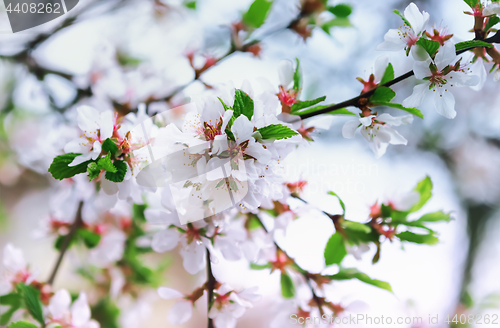 Image of White Flowers Of Spring Cherry Blossoms