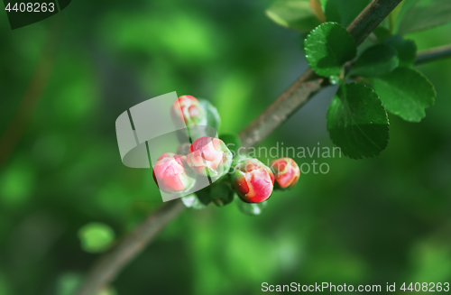 Image of Red Buds Of Apple Blossom Closeup