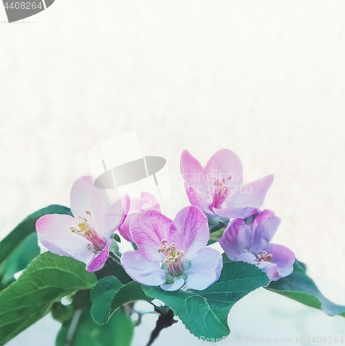 Image of Pink Blossom Apple Flowers Closeup