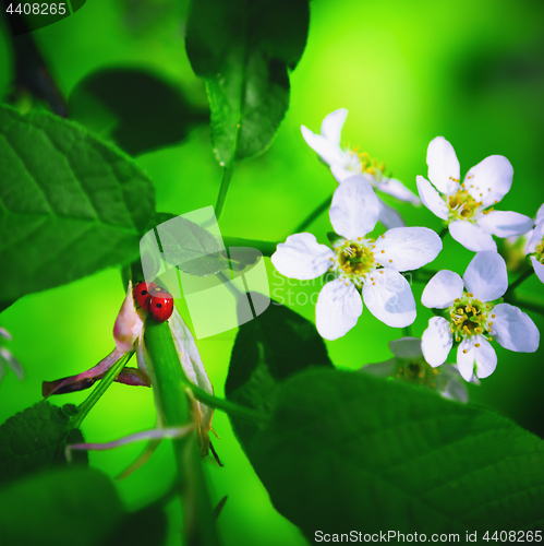 Image of Spring Blossoming Green Background With Ladybirds