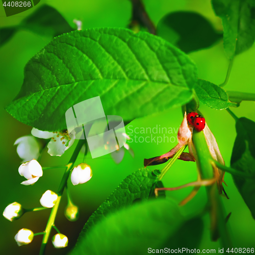 Image of Spring Blossoming Green Background With Ladybugs