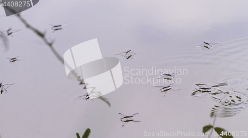 Image of Gerridae on the water surface