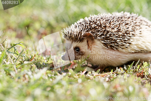 Image of  African white- bellied hedgehog 