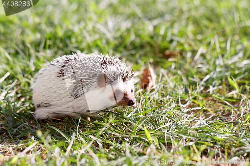 Image of  African white- bellied hedgehog 