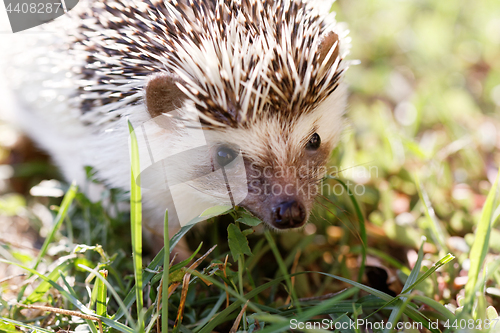 Image of  African white- bellied hedgehog 