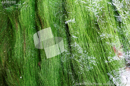 Image of Algae in a mountain stream