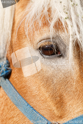 Image of Portrait of a brown horse