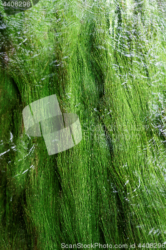 Image of Algae in a mountain stream