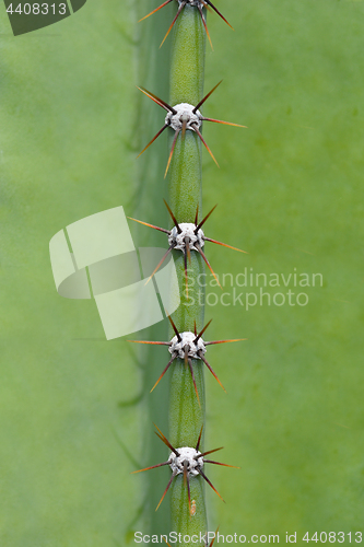 Image of Cactus close up