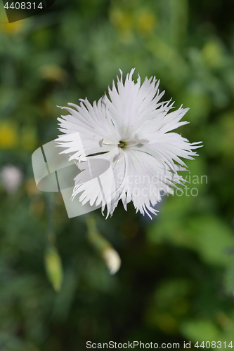 Image of White carnation flower