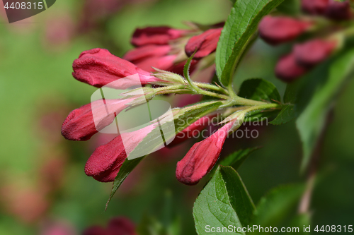 Image of Bristol Ruby Weigela